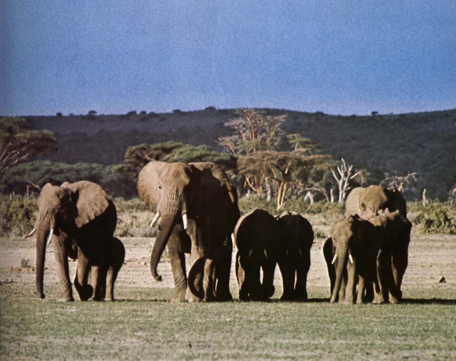A fold elephants in its natural millions - a of they mainstay apparition husband able experience
